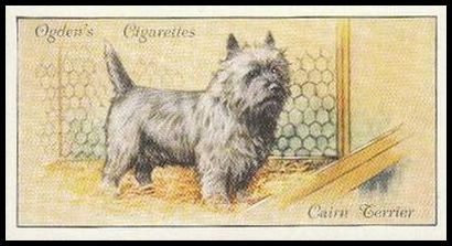 38 Cairn Terrier
